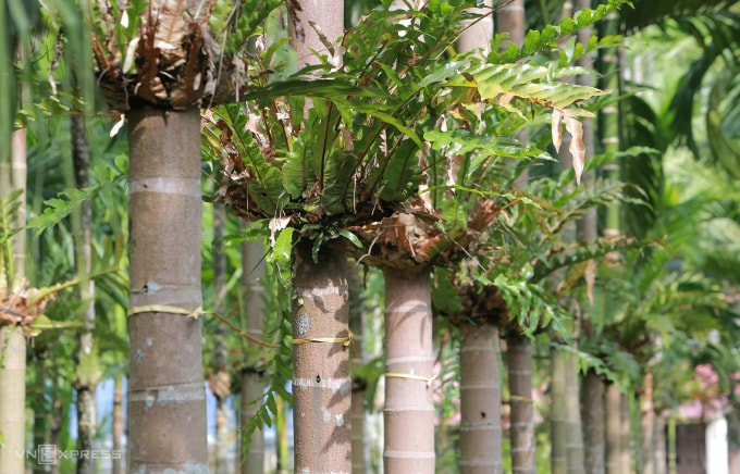 Hàng nghìn cây thuốc cốt toái bổ được ông Dũng nhân giống thành công trên thân cau. Ảnh: Lê Hoàng