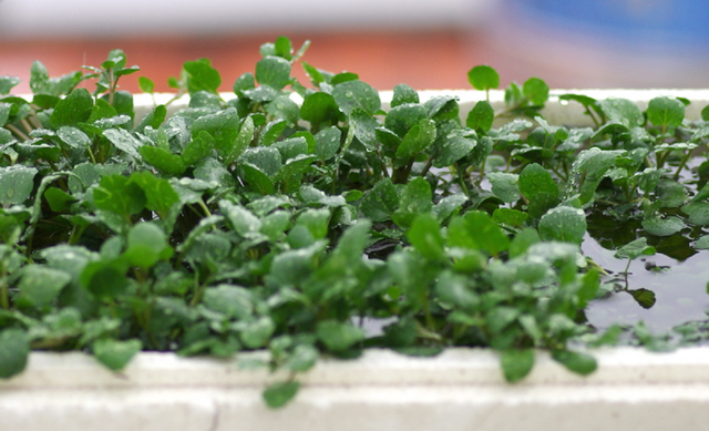 Loại rau nhiều người Việt "né" nhưng Mỹ ca ngợi thuộc top tốt "bậc nhất thế giới" - Ảnh 2.