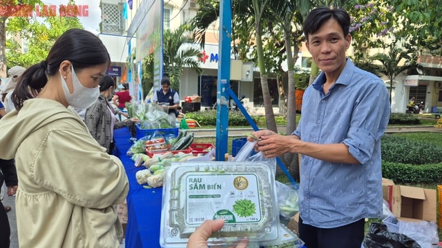 Rau sâm biển: Lọai rau trồng trên cát giá 350 . 000 Đồng / kg vẫn được xem là rẻ - Ảnh 4.