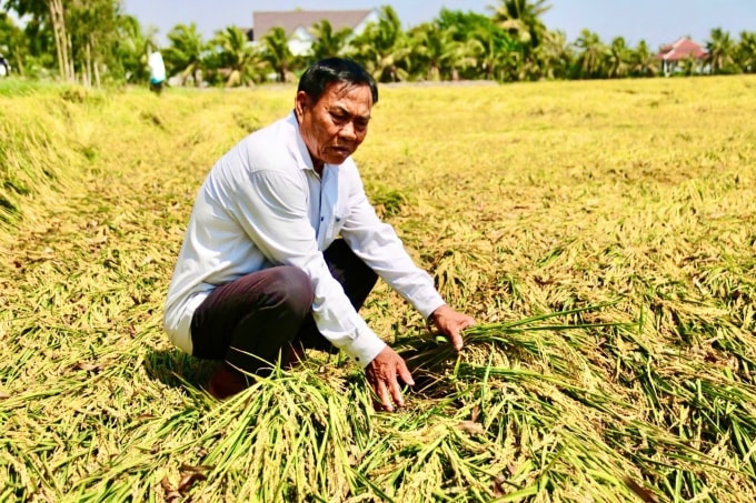 Ông Mạnh bên thửa ruộng đã quá ngày thu hoạch song không thể thuê máy cắt. Ảnh: Nguyễn Khánh