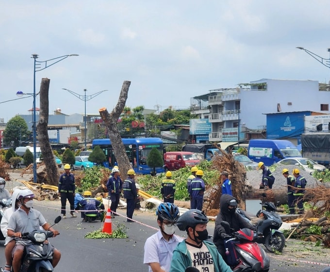 Công nhân cưa hạ, di dời hàng cây trên đường Trường Chinh phục vụ thi công ga metro, ngày 13/4. Ảnh: Hạ Giang