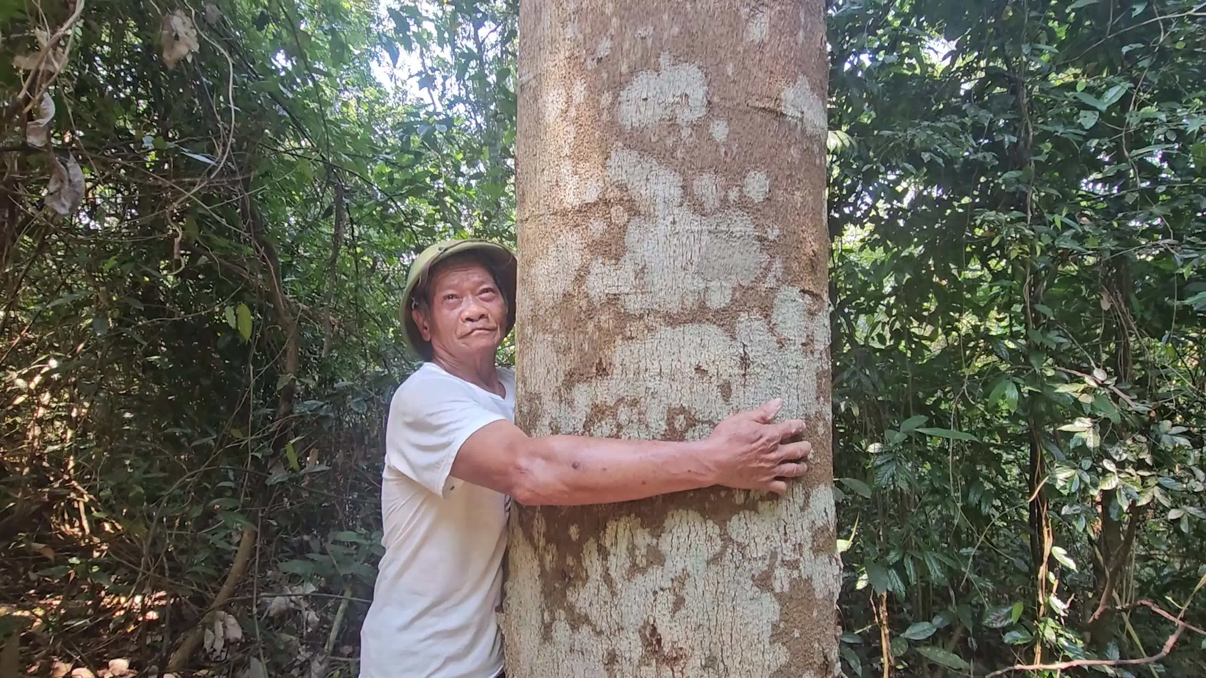 Lão nông hơn 30 năm giữ rừng gỗ lim quý hiếm