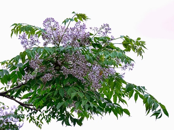 Loài hoa khi vào mùa khiến cơ thể dễ ốm yếu hơn - Ảnh 1.