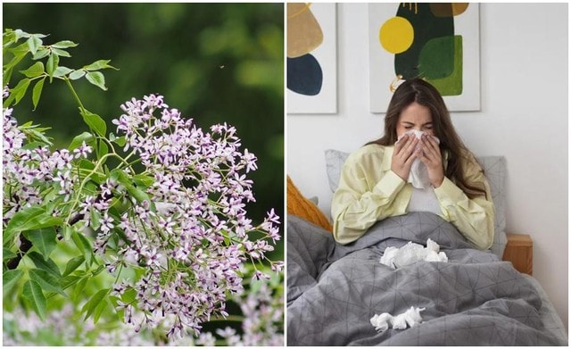 Loài hoa khi vào mùa khiến cơ thể dễ ốm yếu hơn - Ảnh 3.