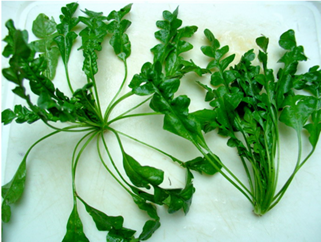 Ăn 1 mớ rau này tốt ngang thịt bò, mọc đầy bờ rào ai không biết hơi phí- Ảnh 1. Ăn 1 mớ rau này tốt ngang thịt bò, mọc đầy bờ rào ai không biết hơi phí- Ảnh 1.