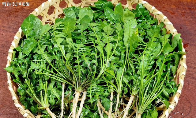 Ăn 1 mớ rau này tốt ngang thịt bò, mọc đầy bờ rào ai không biết hơi phí- Ảnh 2. Ăn 1 mớ rau này tốt ngang thịt bò, mọc đầy bờ rào ai không biết hơi phí- Ảnh 2.