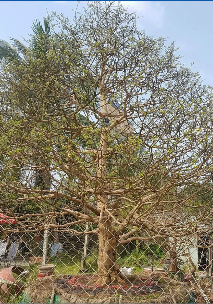 Tịch thu 42 cây mai vàng không giấy tờ: Người trồng mai ở miền Tây lo ngại - Ảnh 1. Tịch thu 42 cây mai vàng không giấy tờ: Người trồng mai ở miền Tây lo ngại - Ảnh 1.