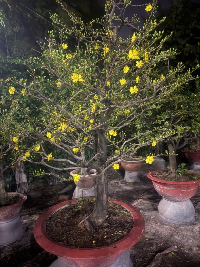 Từ vụ tạm giữ 42 gốc mai ở Côn Đảo: Nhà vườn băn khoăn quy định chứng minh nguồn gốc - Ảnh 2.