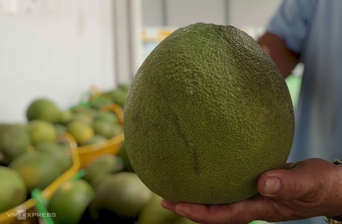 Bưởi da xanh tại nhà xưởng ở Bến Tre cũ (nay Vĩnh Long). Ảnh: Thi Hà