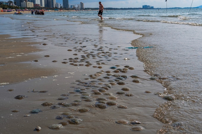 Sứa mắc lưới kéo cá của ngư dân ở đoạn biển gần Hòn Bà, sáng 14/4. Ảnh: Trường Hà