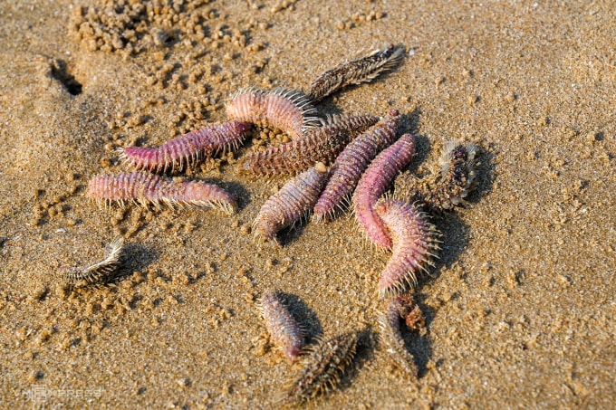 Sâu biển được người dân gom trên bãi cát biển Bãi Sau, sáng 15/4. Ảnh: Trường Hà