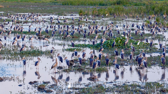 Đàn cò nhạn tại cánh đồng ở phường Tuy Hòa. Ảnh: Viễn Duy