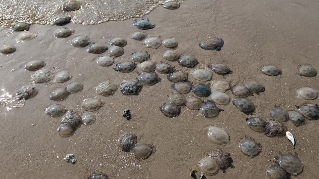 Sứa dày đặc trên biển Vũng Tàu