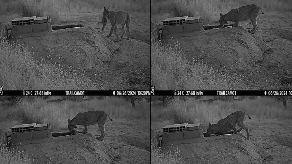 Một con linh miêu cái được quan sát thấy nhúng xác thỏ vào máng nước trước khi bắt đầu ăn