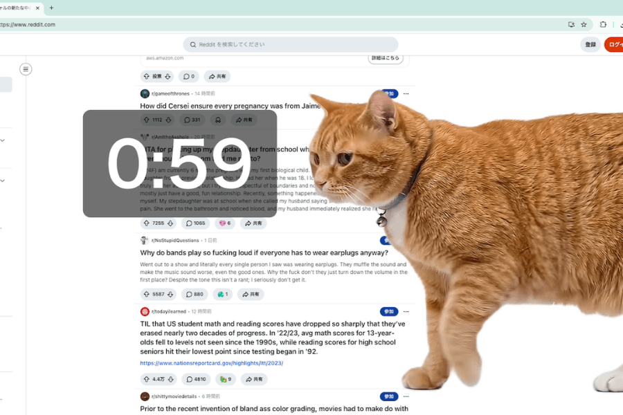 Khi đến giờ, một chú mèo cam sẽ bước ra, liếc nhìn bạn một cái.
