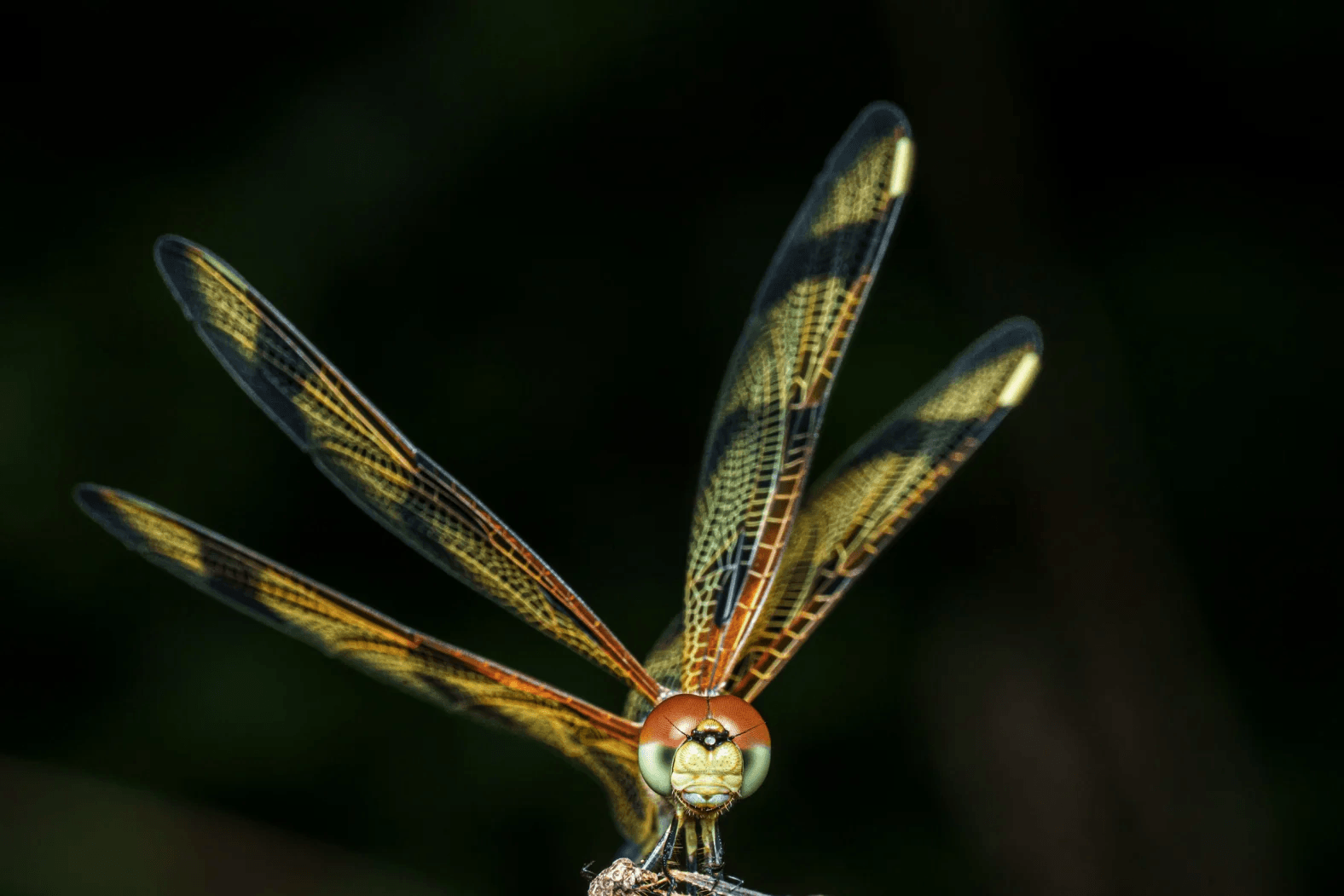 chu-chuon-chuon-halloween-pennant-giua-khu-bao-ton-florida.png