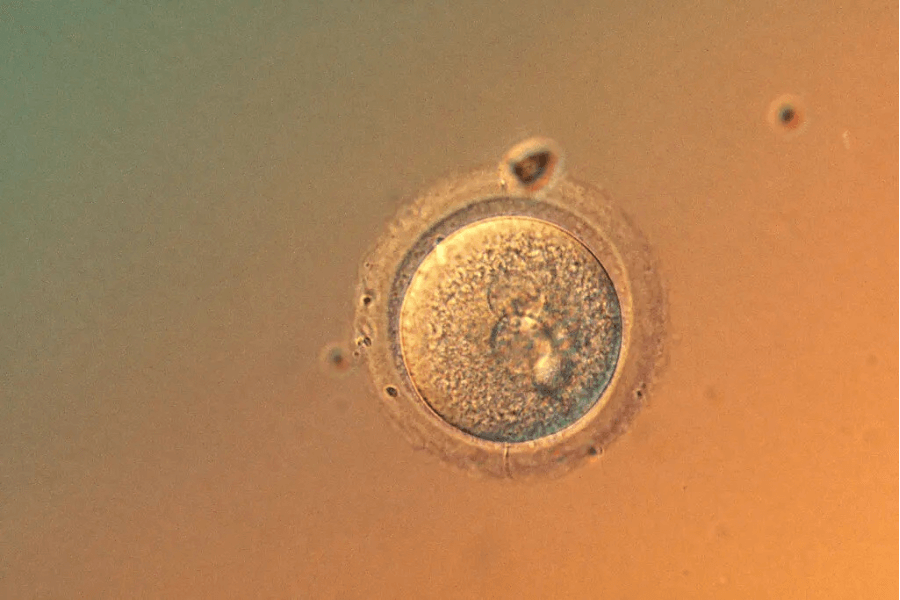 nhóm của TS Egli đã đưa các phân tử chỉnh sửa gene vào trứng đã thụ tinh và phôi người ở giai đoạn rất sớm