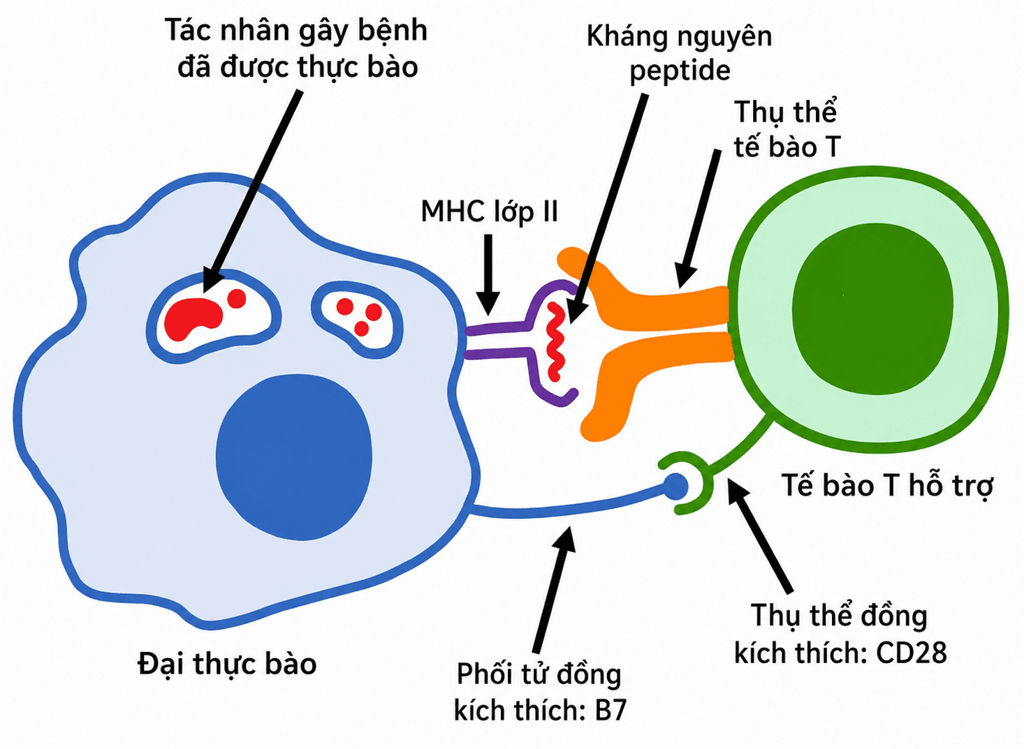 Tế bào T CD4+ trưởng thành, còn gọi là tế bào T hỗ trợ, hoạt động bằng cách nhận diện các phân tử MHC lớp II do những tế bào miễn dịch khác trình diện như tín hiệu cảnh báo