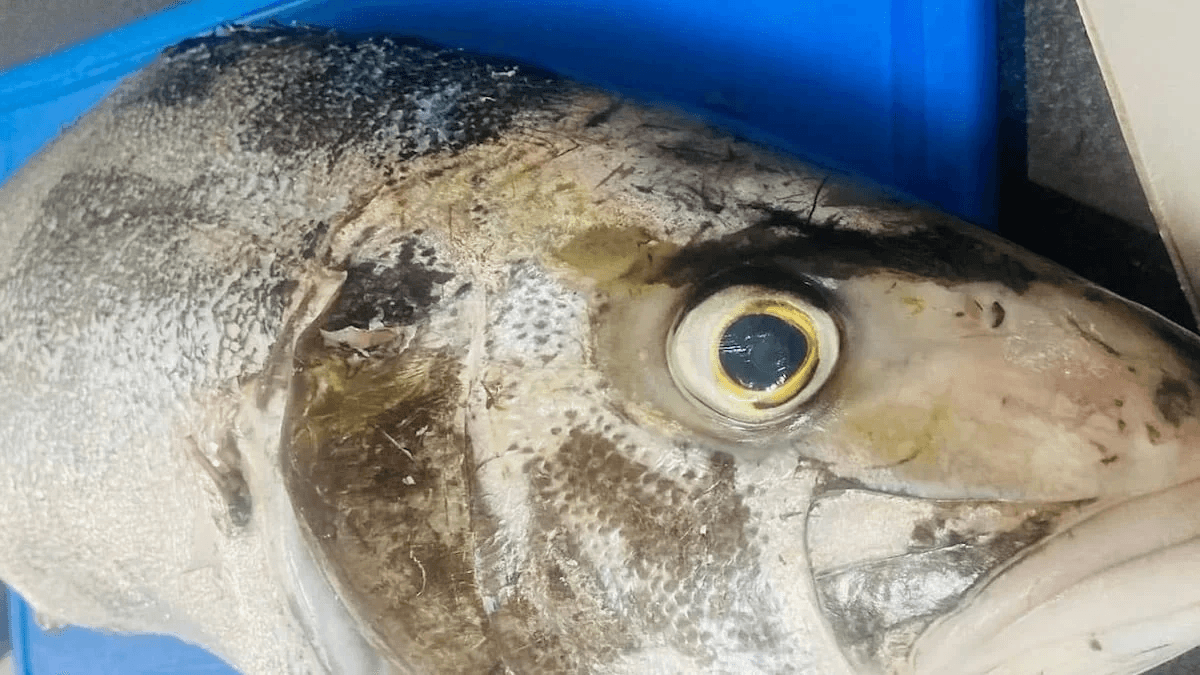 cá cam tươi từ vùng biển Đại Tây Dương ấm áp của Cabo Verde