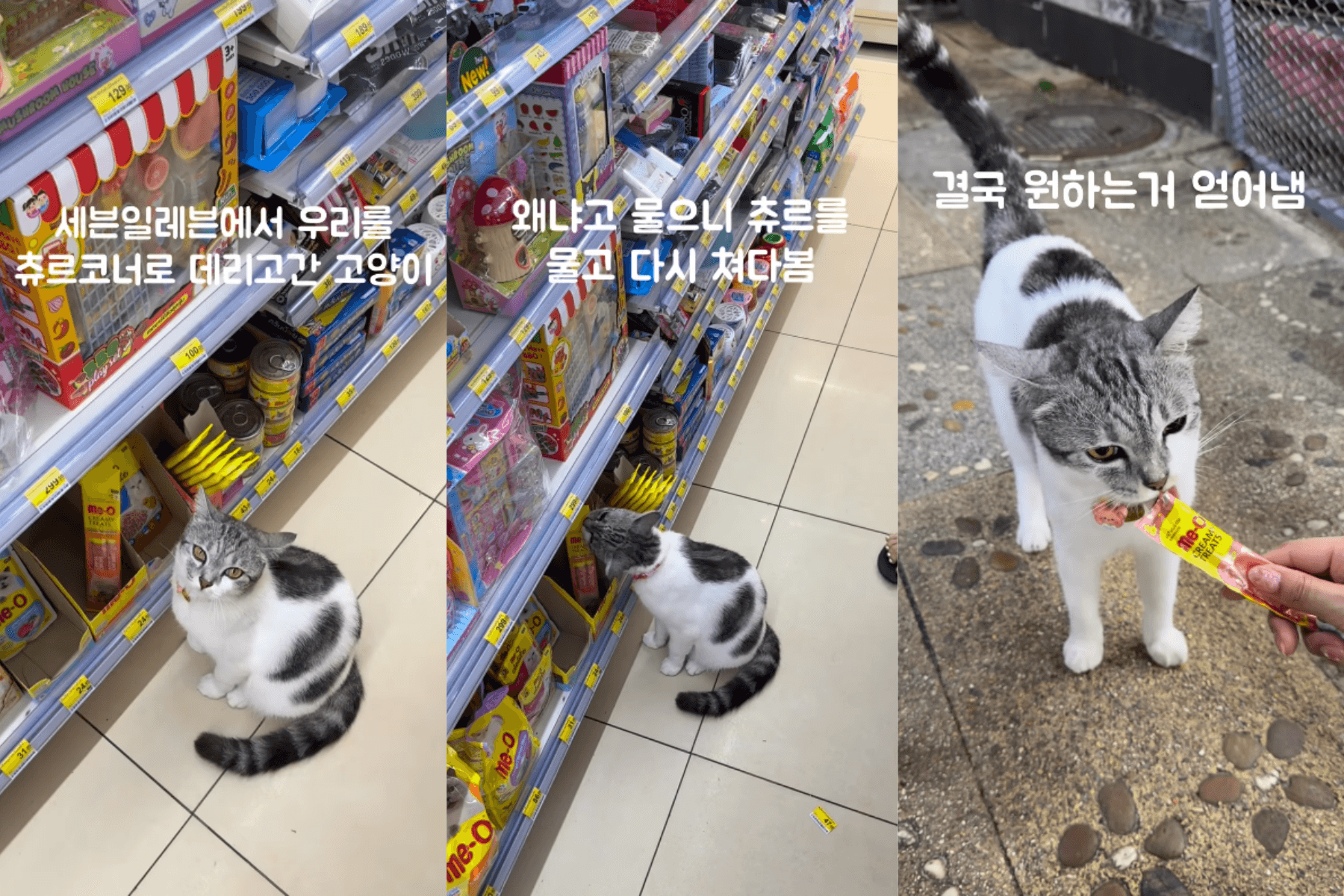 Nữ du khách Hàn Quốc bị chú mèo mướp tại Thái Lan xám dụ đến quầy thức ăn cho mèo trong cửa hàng tiện lợi để mua súp thưởng cho mình. (Nguồn: Instagram @jmiiyaaa)