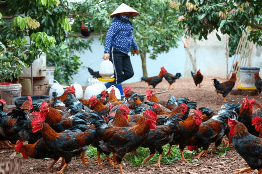 Người nuôi chim, gia cầm cần lưu ý nguy cơ viêm phổi tăng cảm