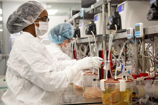 Gan heo: tia hy vọng cho bệnh nhân ghép tạng