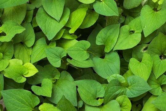 Ăn rau diếp cá có hết rối loạn cương?