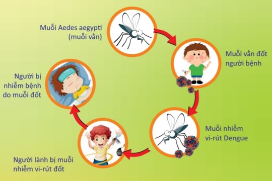 Hà Nội: số ca sốt xuất huyết tăng 3 lần so với cùng kỳ năm 2023