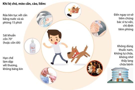 Bộ Y tế đề nghị triển khai 5 biện pháp cấp bách phòng, chống dại