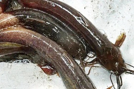 Nguy cơ mất mạng vì bị ngạnh cá trê đâm vào tay