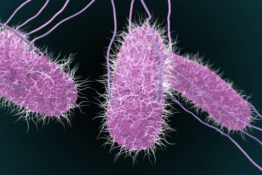 Phát hiện khuẩn Salmonella trong bệnh phẩm trẻ ngộ độc ở Đồng Nai