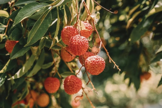 Lợi ích của quả vải đối với sức khỏe