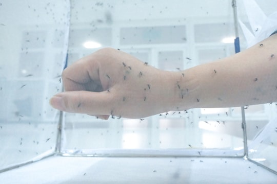 Máu ngọt và da mịn màng dễ bị muỗi đốt?