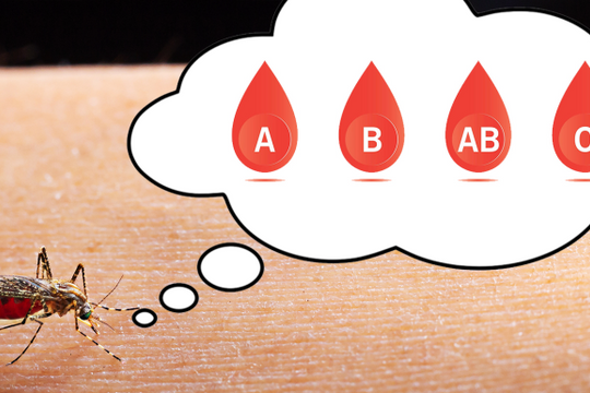 Những người nhóm máu O có thực sự dễ thu hút muỗi nhất