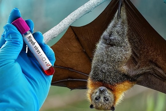 Virus Nipah đe dọa Ấn Độ sau cái chết của một thiếu niên
