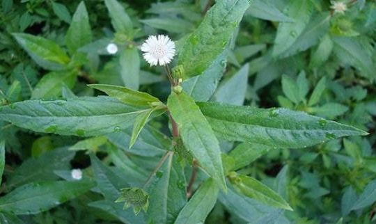 Dùng thuốc nam chữa 'giời leo' khi nào?