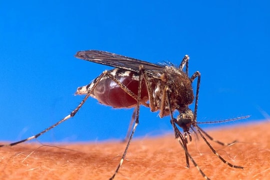 Những câu hỏi thường gặp về sốt xuất huyết