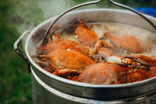 Các nhà nghiên cứu kêu gọi ngưng luộc cua sống vì chúng cũng... biết đau!