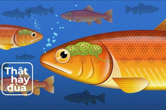 Cá có hệ vi sinh trong não. Con người có không?