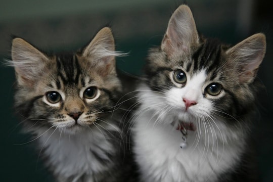 Mèo có thể là trung gian mới cho virus H5N1 sau lợn