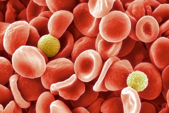 Phát hiện thêm một nhóm máu hiếm sau hơn 50 năm