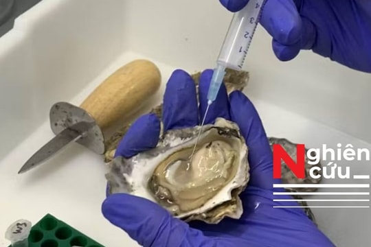 Hàu và cuộc chiến chống lại các 'siêu vi khuẩn'