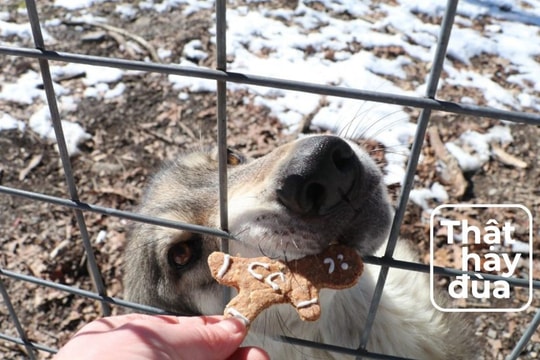 Độc lạ Valentine: Ném (tên) người yêu cũ cho sói ăn