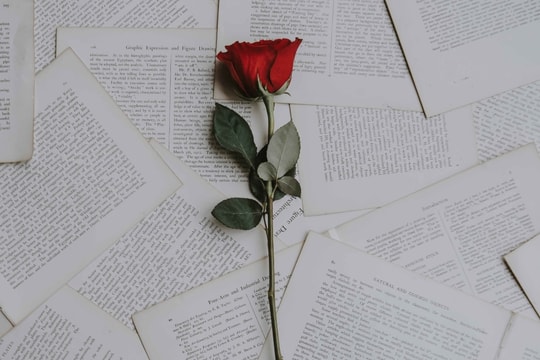 Vì sao Valentine Trắng lại lấy màu trắng chứ không phải màu khác?