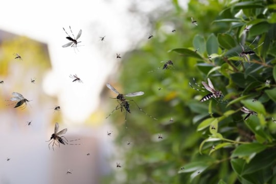 Đối phó sốt xuất huyết khi mưa trái mùa như thế nào?