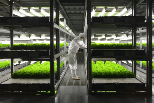 Các nhà khoa học xác nhận lá cây có khả năng hấp thụ và tích tụ vi nhựa từ không khí