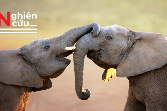 Phân động vật có thể cứu lấy thế giới hoang dã!