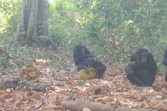 'Chén chú chén anh' phiên bản rừng xanh, loài linh trưởng đã biết nhậu từ xa xưa!