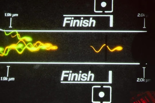 Độc lạ LA: Cuộc đua tinh trùng đầu tiên trên thế giới