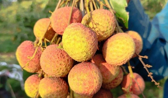 Vải Tây Nguyên đầu mùa giá cao đến khó tin